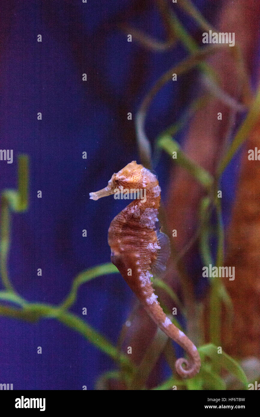 Hippocampes Hippocampus erectus bordée d'accroche à un brin d'algue. Banque D'Images