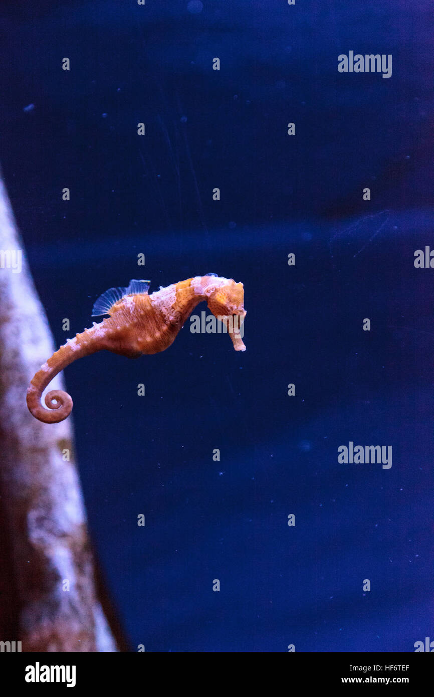 Hippocampes Hippocampus erectus bordée d'accroche à un brin d'algue. Banque D'Images