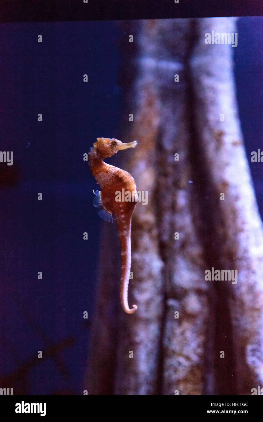 Hippocampes Hippocampus erectus bordée d'accroche à un brin d'algue. Banque D'Images