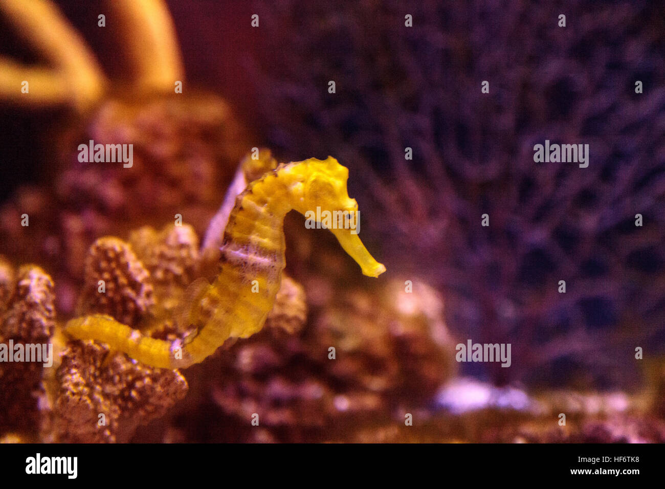 Hippocampes Hippocampus erectus bordée d'accroche à un brin d'algue. Banque D'Images