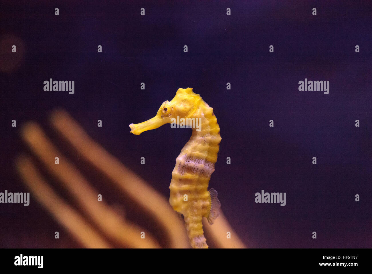 Hippocampes Hippocampus erectus bordée d'accroche à un brin d'algue. Banque D'Images