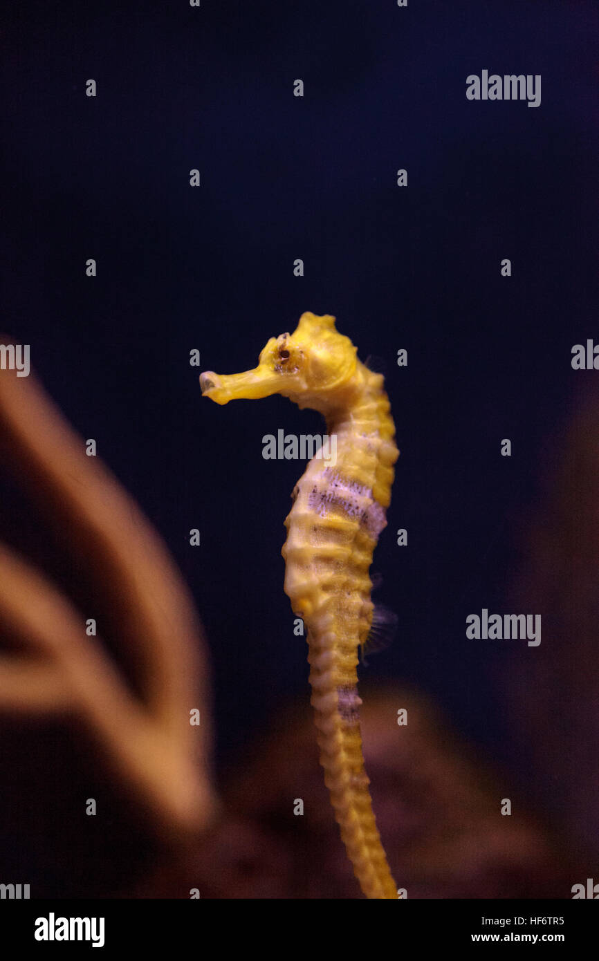 Hippocampes Hippocampus erectus bordée d'accroche à un brin d'algue. Banque D'Images