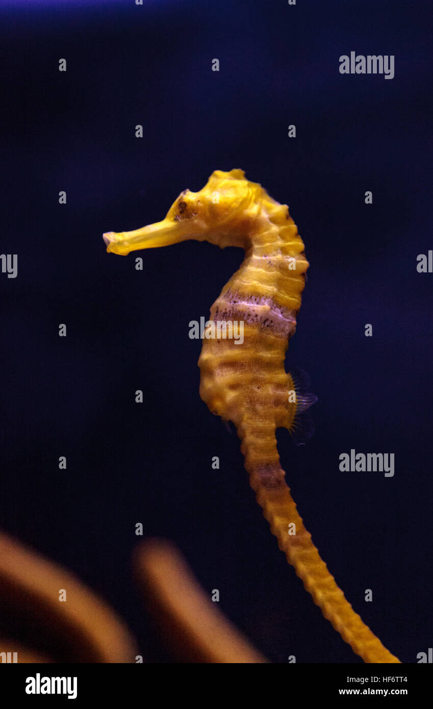 Hippocampes Hippocampus erectus bordée d'accroche à un brin d'algue. Banque D'Images