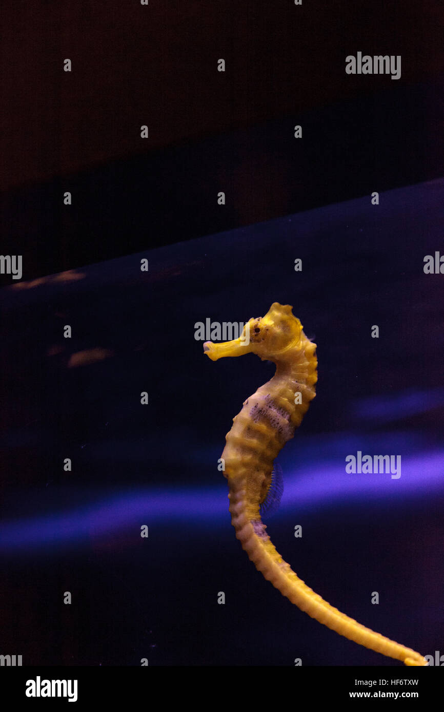 Hippocampes Hippocampus erectus bordée d'accroche à un brin d'algue. Banque D'Images