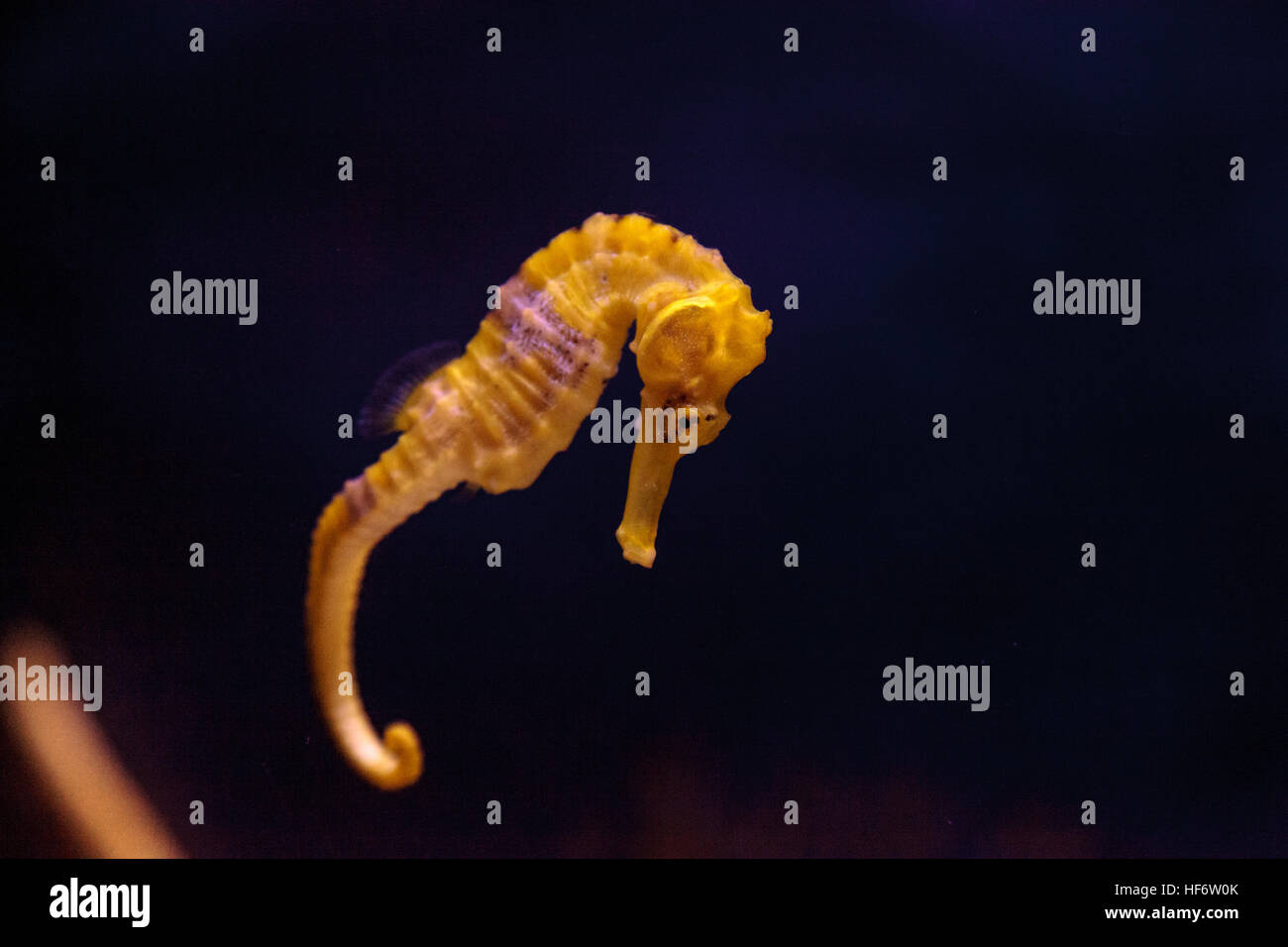 Hippocampes Hippocampus erectus bordée d'accroche à un brin d'algue. Banque D'Images