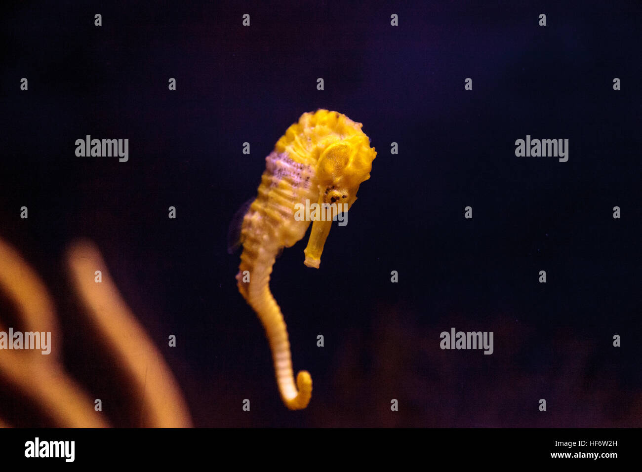 Hippocampes Hippocampus erectus bordée d'accroche à un brin d'algue. Banque D'Images