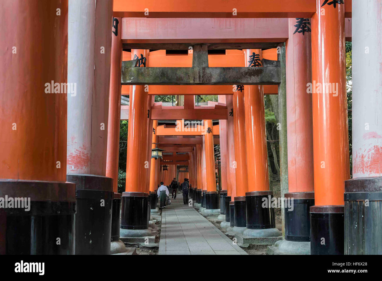 La prêtresse shinto de disparaître des centaines de torii gates à Fushimi Inari Taisha Temple Shintoïste, Kyoto, Japon Banque D'Images