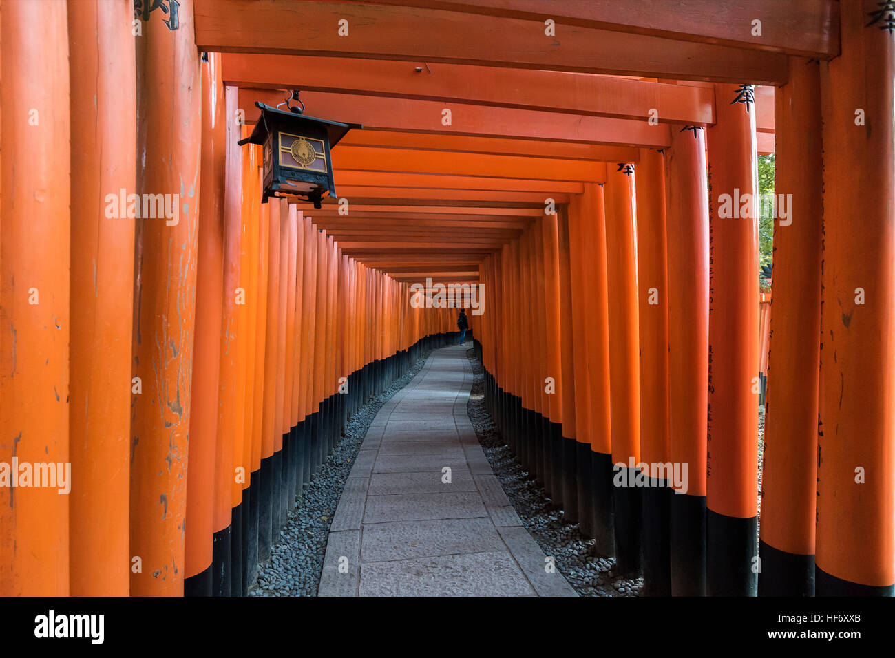 La disparition randonneur tunnel de torii vermillon, gates Fushimi Inari Taisha Temple Shintoïste, Kyoto, Japon Banque D'Images