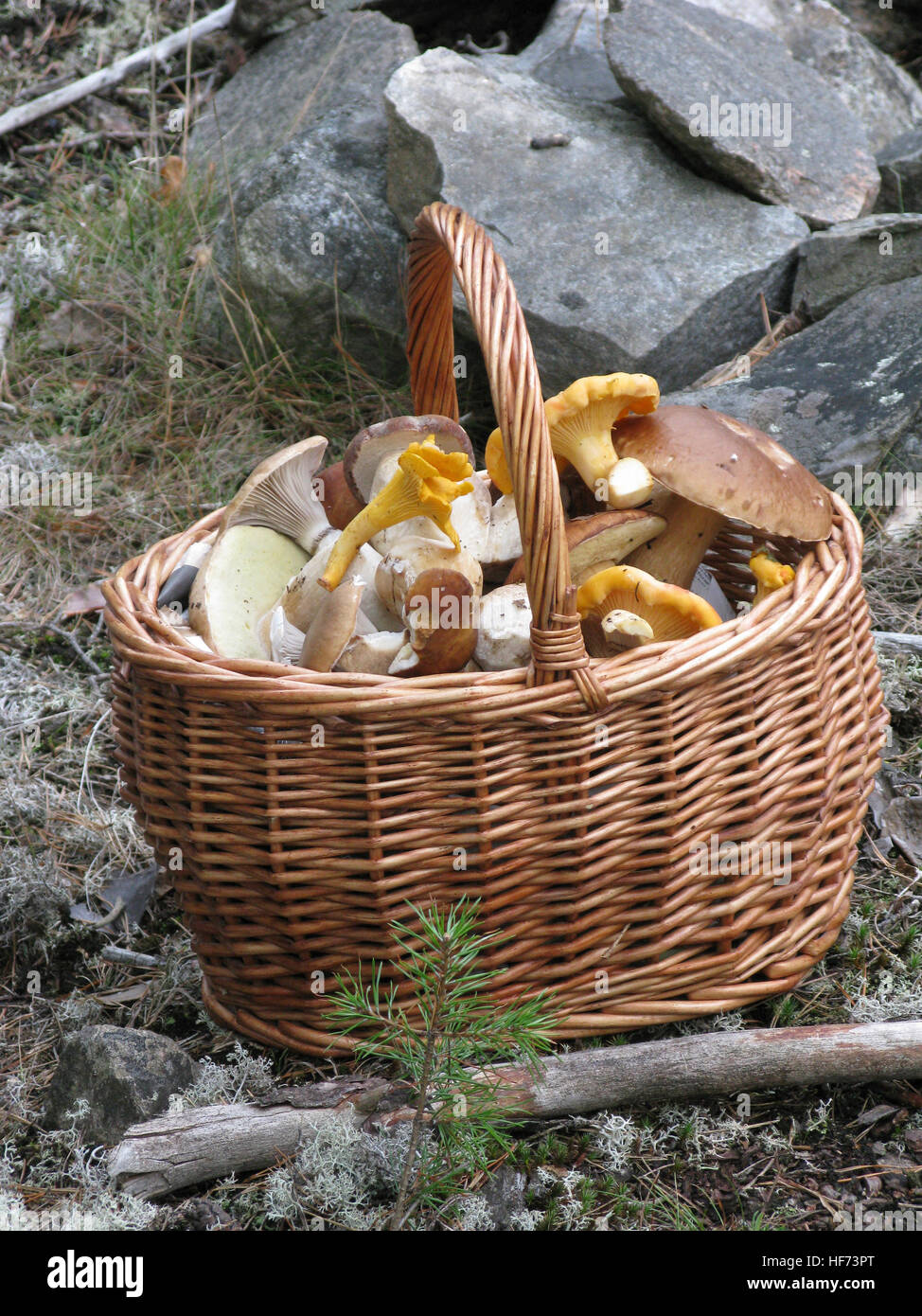Panier de champignons d'automne Banque D'Images