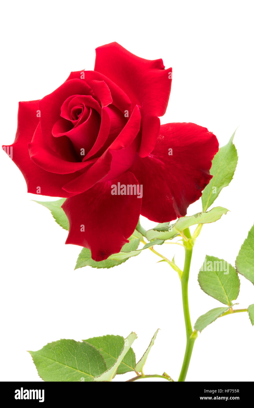 Rose rouge avec des feuilles sur fond blanc Banque D'Images