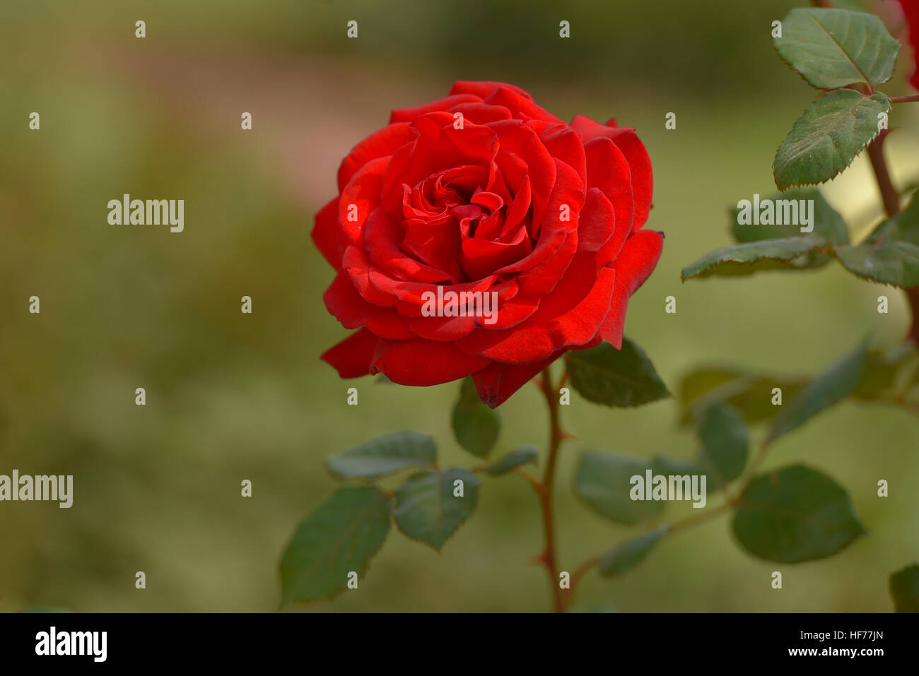 Rose rouge sur fond vert. Focus sélectif. Banque D'Images