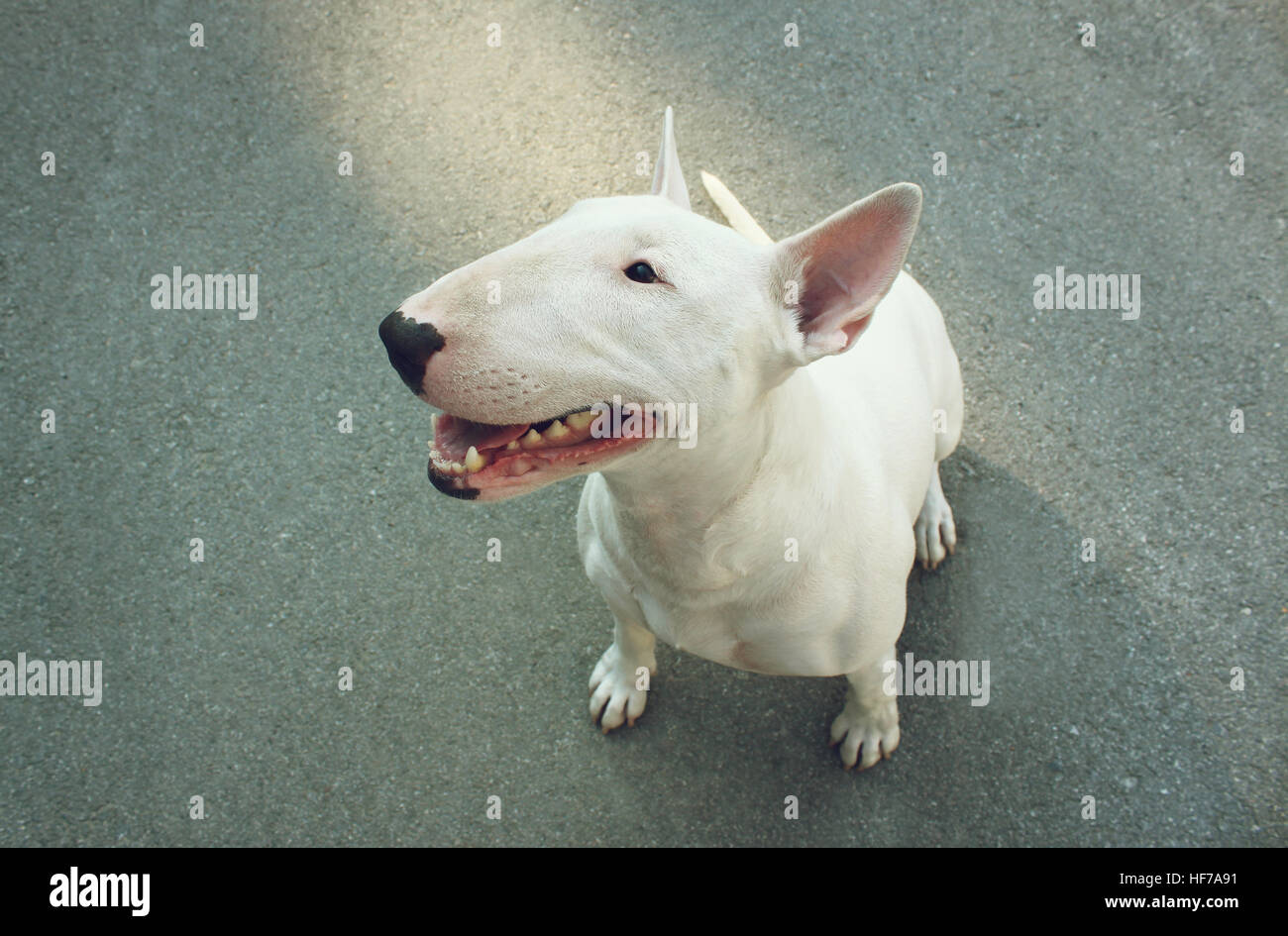English bull terrier Banque D'Images