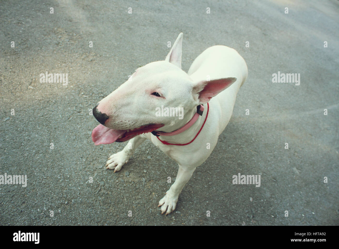 English bull terrier Banque D'Images