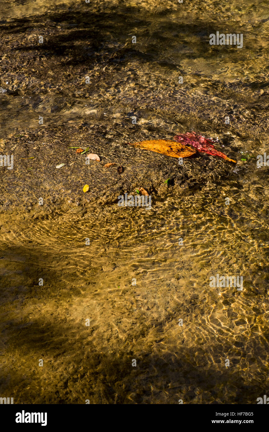 La feuille rouge dans l'eau à Banos de San Juan, Las Terrazas, Cuba Banque D'Images