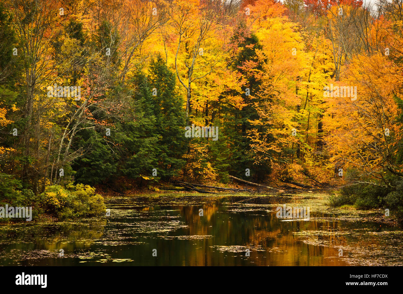 Automne dans le Nord de l'Ontario, montrant l'or jaune et arbres se reflétant dans l'eau. Banque D'Images