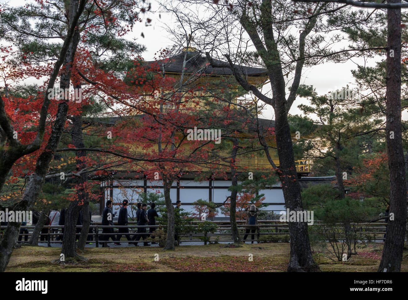 Le Kinkaku-ji et érables japonais à l'automne, Kyoto, Japon Banque D'Images