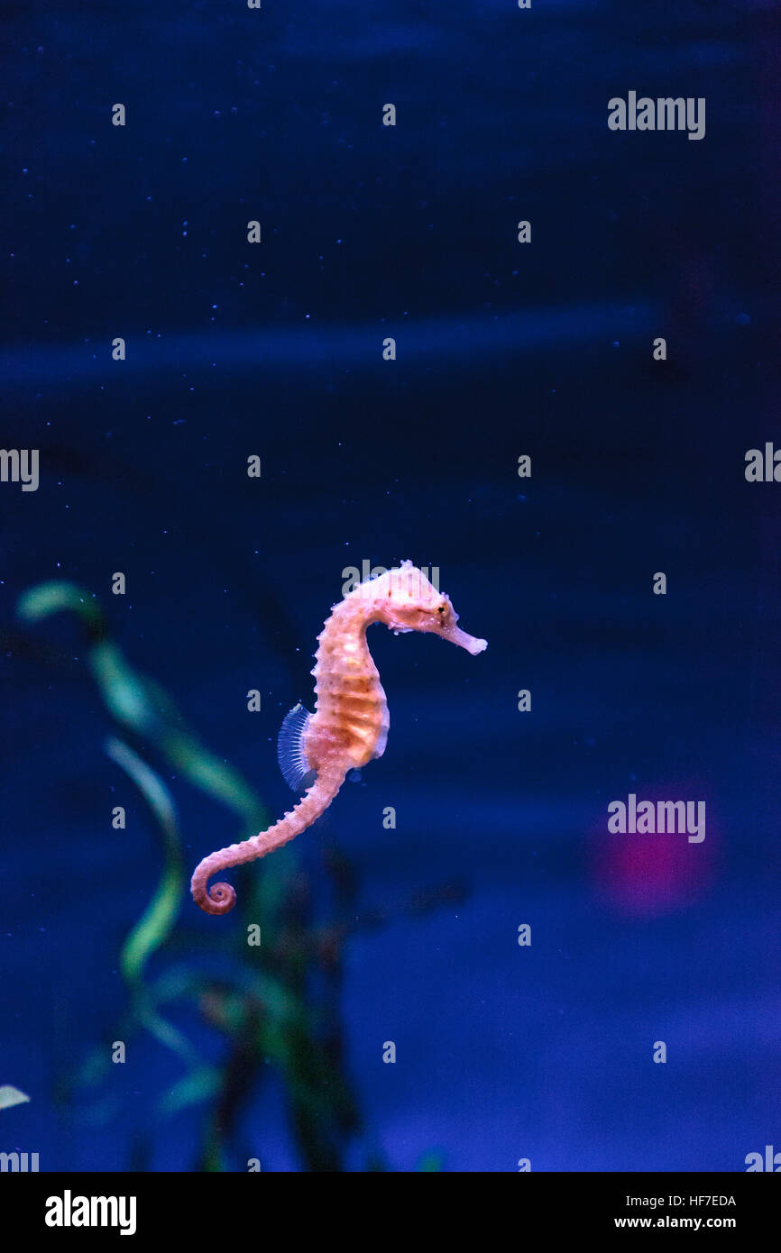 Hippocampus kuda seahorse tachetée s'accroche à un brin d'algue. Banque D'Images