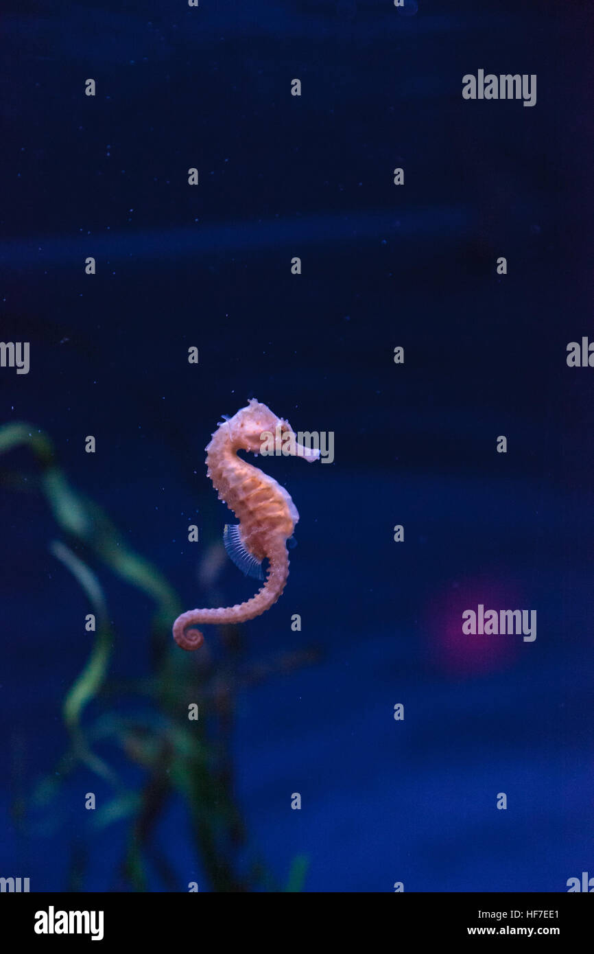 Hippocampus kuda seahorse tachetée s'accroche à un brin d'algue. Banque D'Images