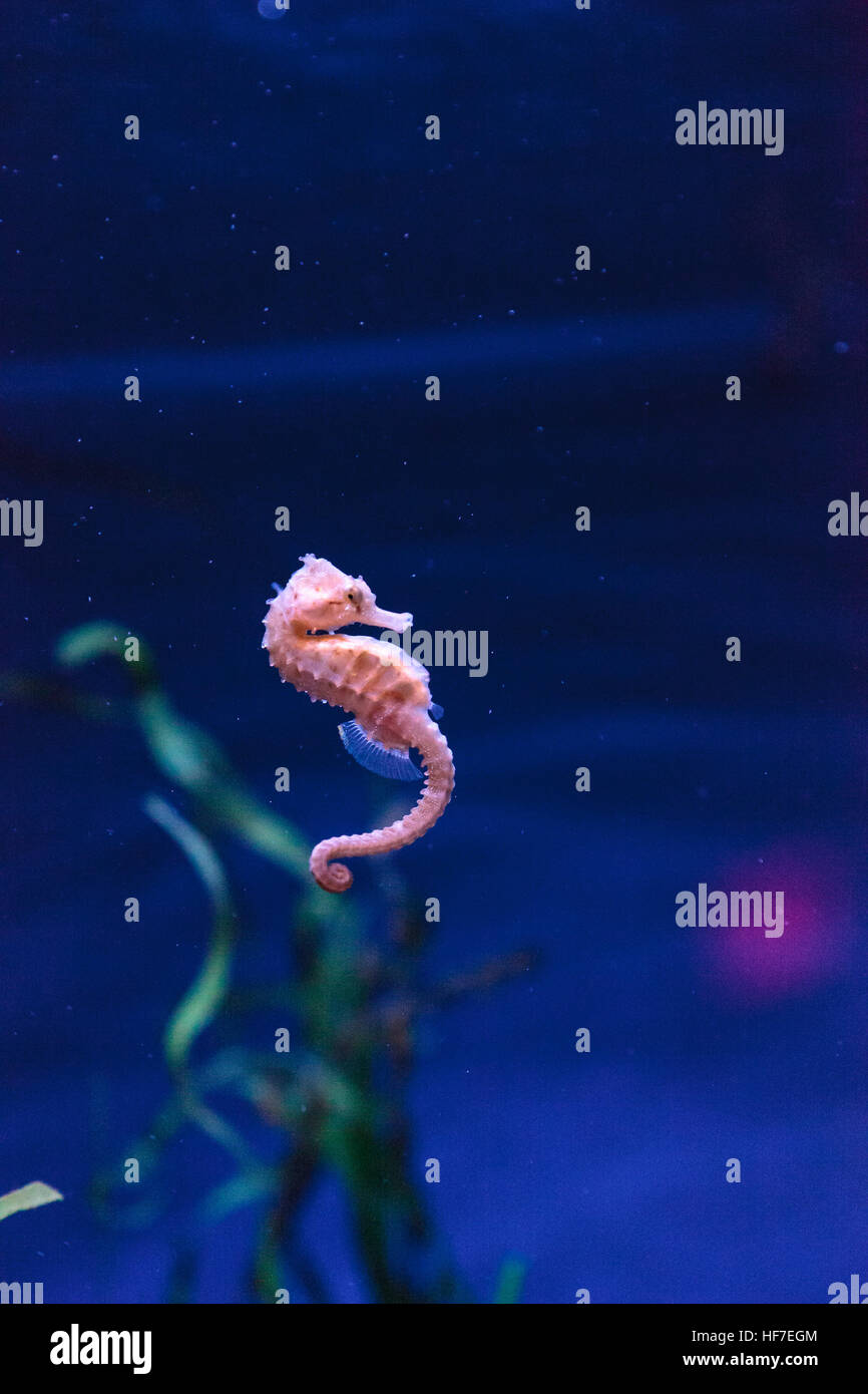 Hippocampus kuda seahorse tachetée s'accroche à un brin d'algue. Banque D'Images