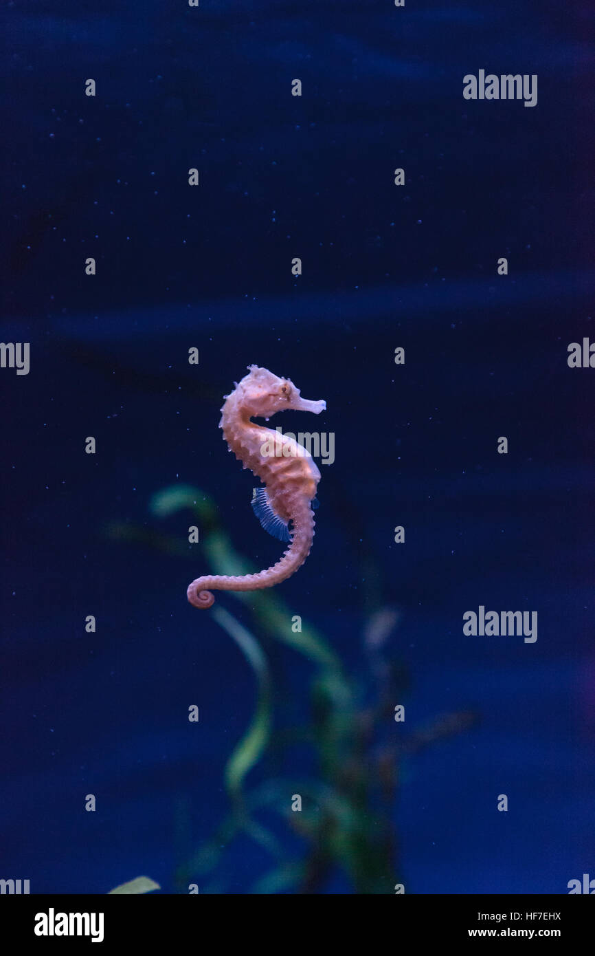 Hippocampus kuda seahorse tachetée s'accroche à un brin d'algue. Banque D'Images