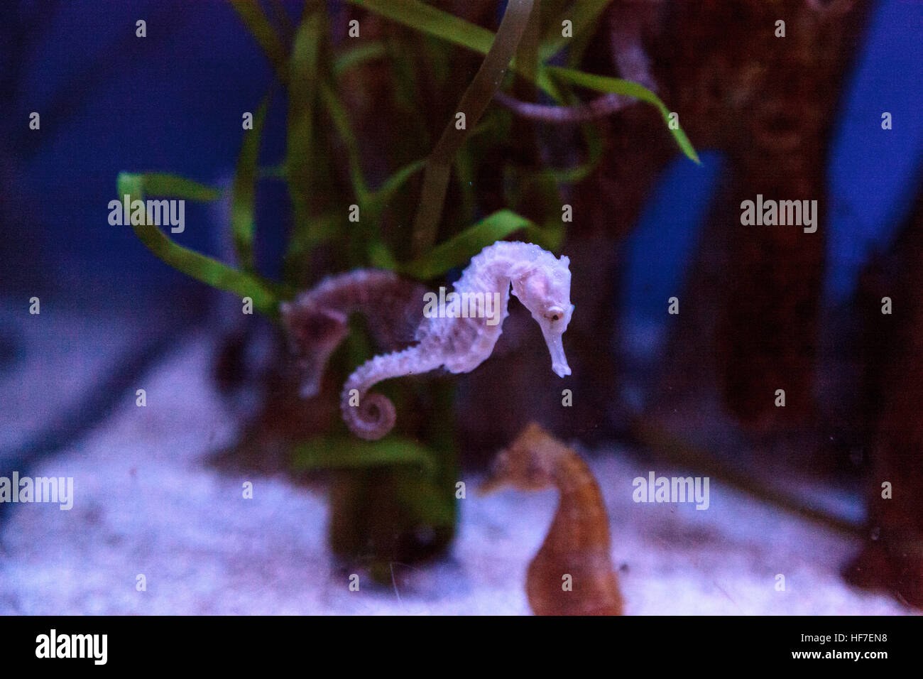 Hippocampus kuda seahorse tachetée s'accroche à un brin d'algue. Banque D'Images