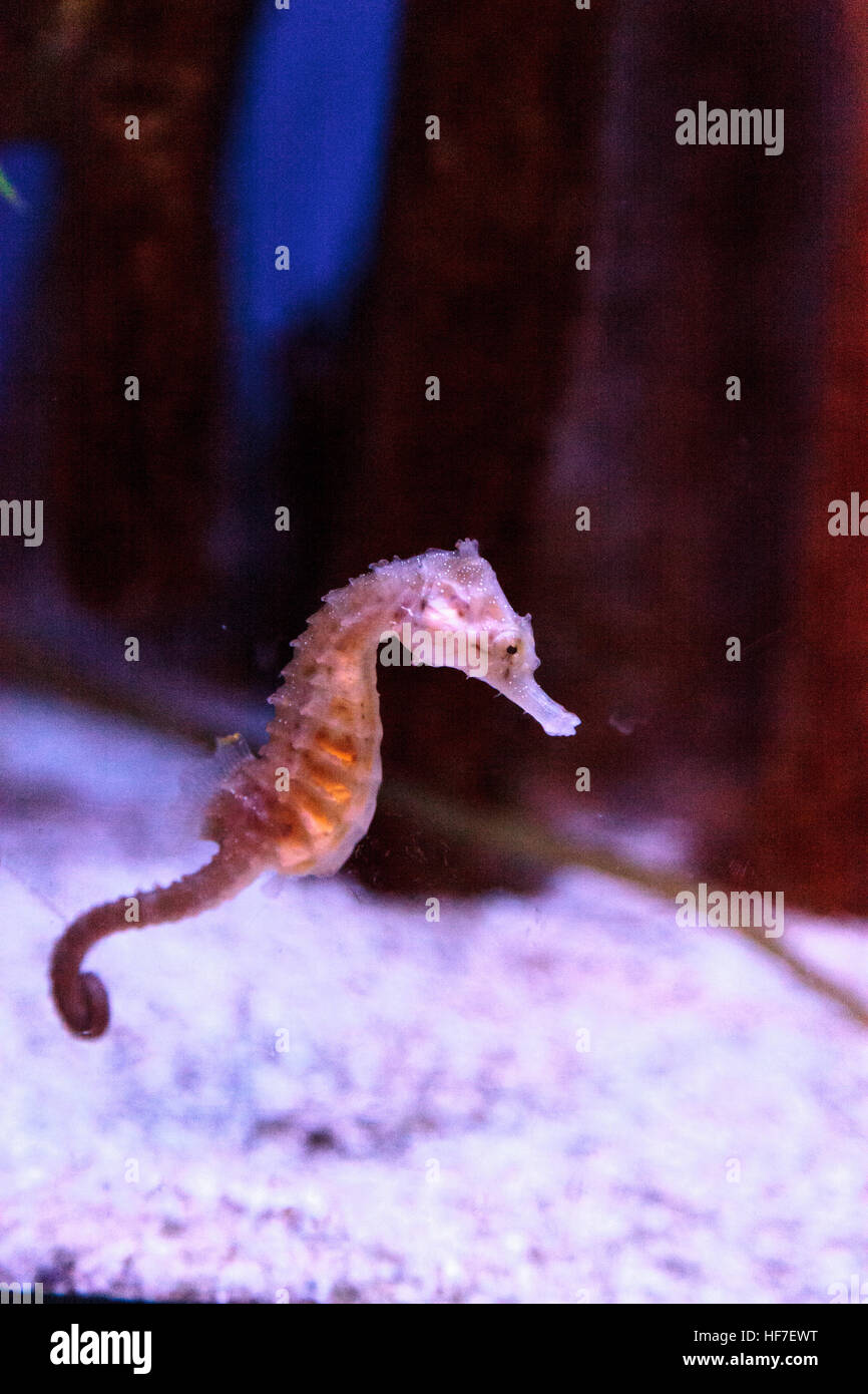 Hippocampus kuda seahorse tachetée s'accroche à un brin d'algue. Banque D'Images