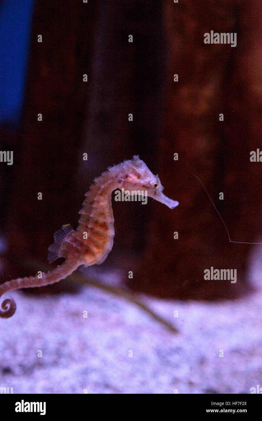Hippocampus kuda seahorse tachetée s'accroche à un brin d'algue. Banque D'Images