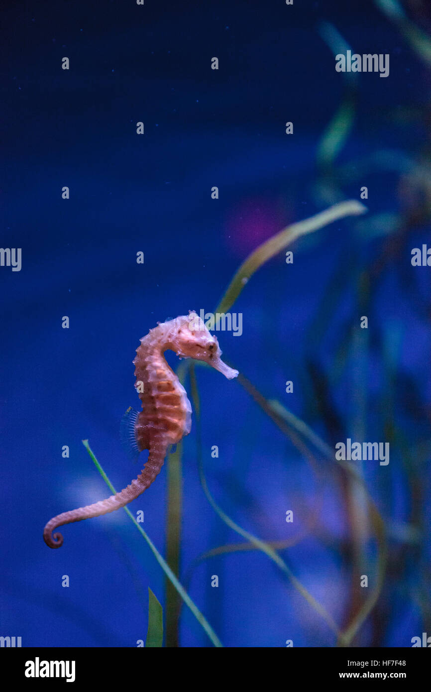 Hippocampus kuda seahorse tachetée s'accroche à un brin d'algue. Banque D'Images