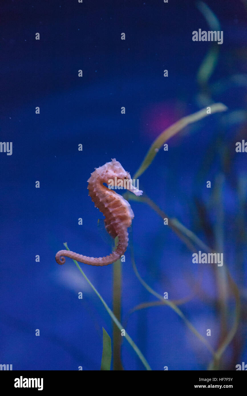 Hippocampus kuda seahorse tachetée s'accroche à un brin d'algue. Banque D'Images