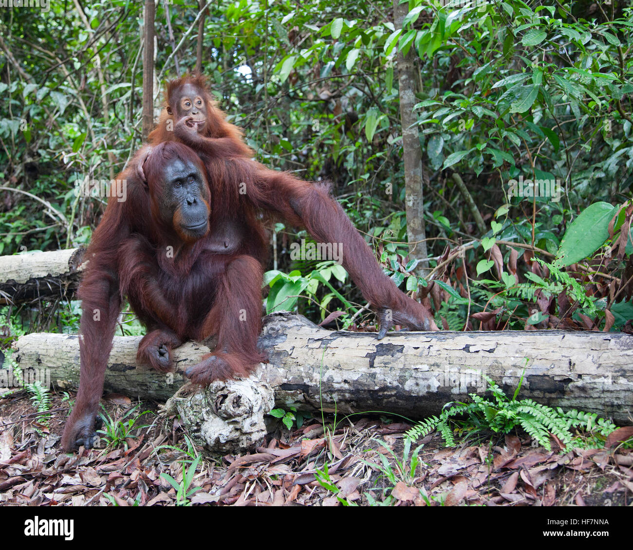 Orang-outan sauvage (Pongo pygmaeus) mère assis sur un journal en forêt avec deux ans bébé accroché à son dos Banque D'Images