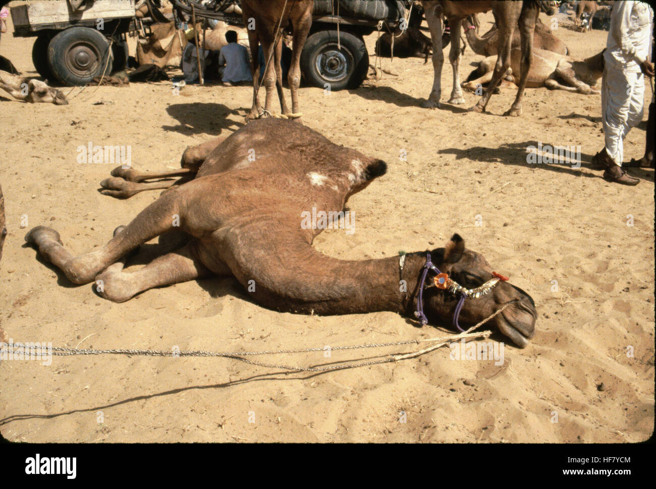 Un chameau repose pendant la Foire de Pushkar à Pushkar, Rajasthan, Inde. Cette foire annuelle, qui se tient dans la région désertique, est célèbre pour son commerce de bétail et ses festivités culturelles, ce qui en fait l’un des événements les plus importants et les plus importants de l’Inde. Banque D'Images