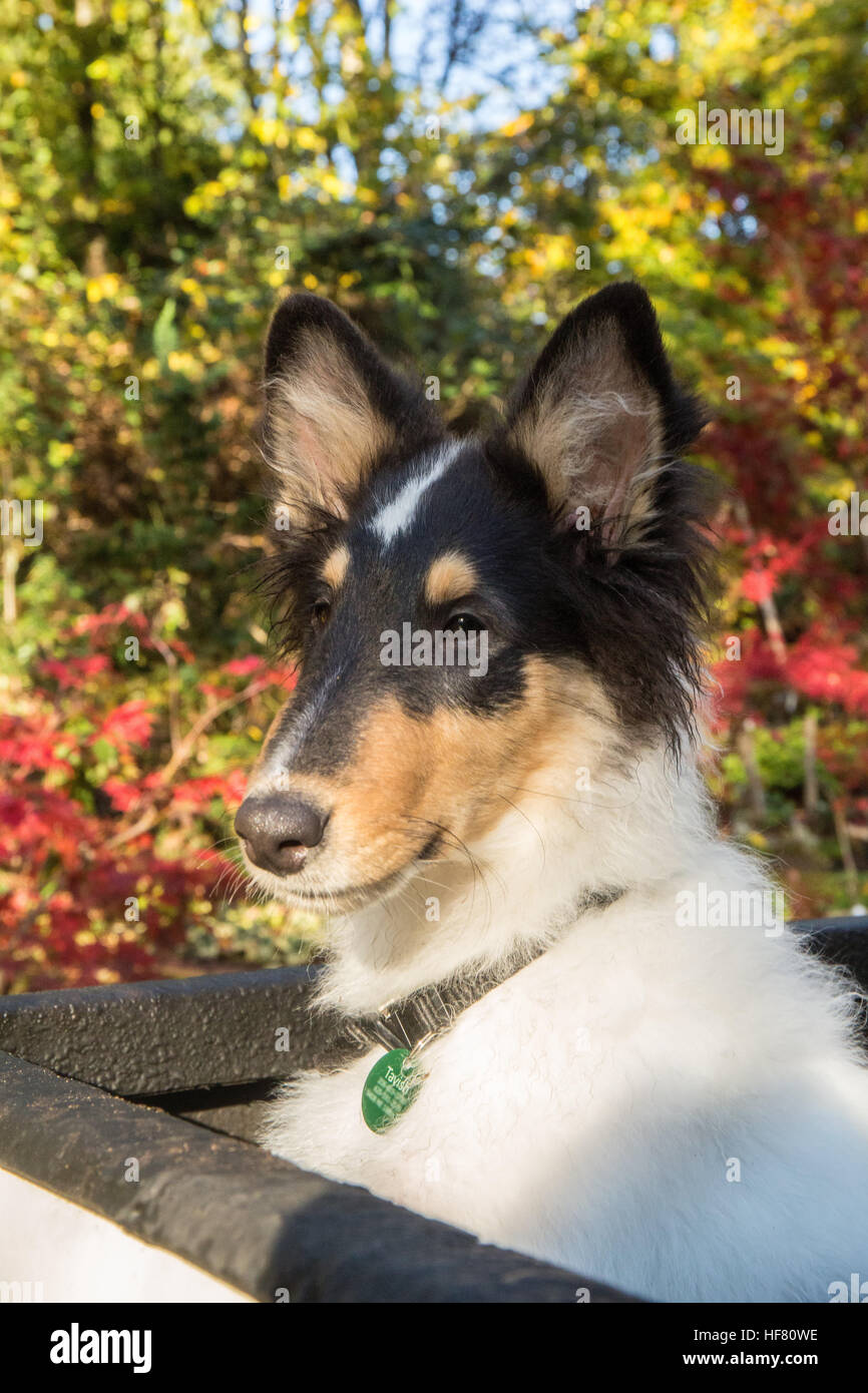 Portrait de quinze semaines chiot Colley, Tavish, attendant dans l'arrière  d'une camionnette à Bothell, Washington, USA. Le Rough Collie (également kn  Photo Stock - Alamy