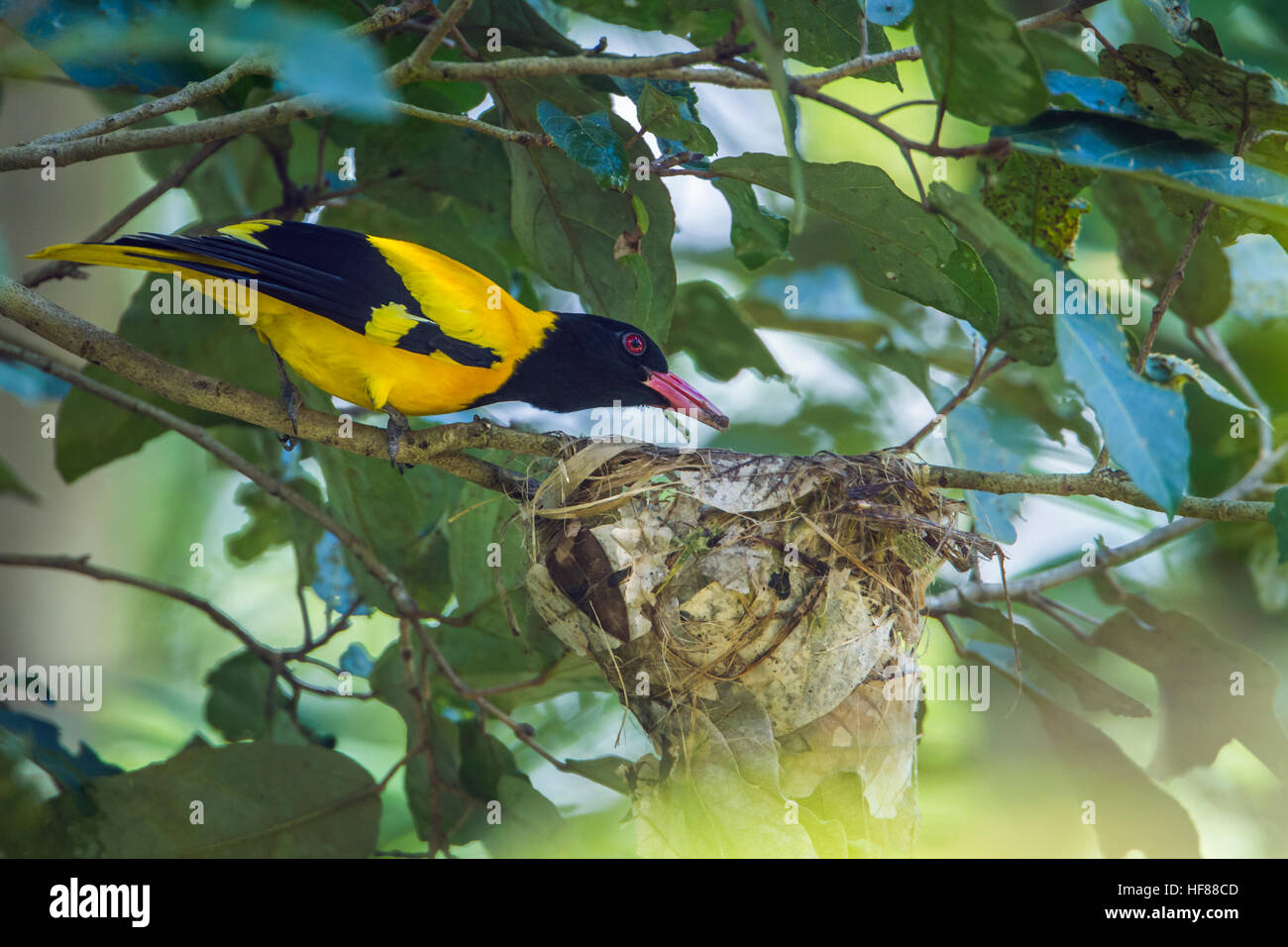 L'oriole à capuchon noir le parc national Minneriya, Sri Lanka ; espèce Oriolus xanthornus de la famille des Oriolidae Banque D'Images