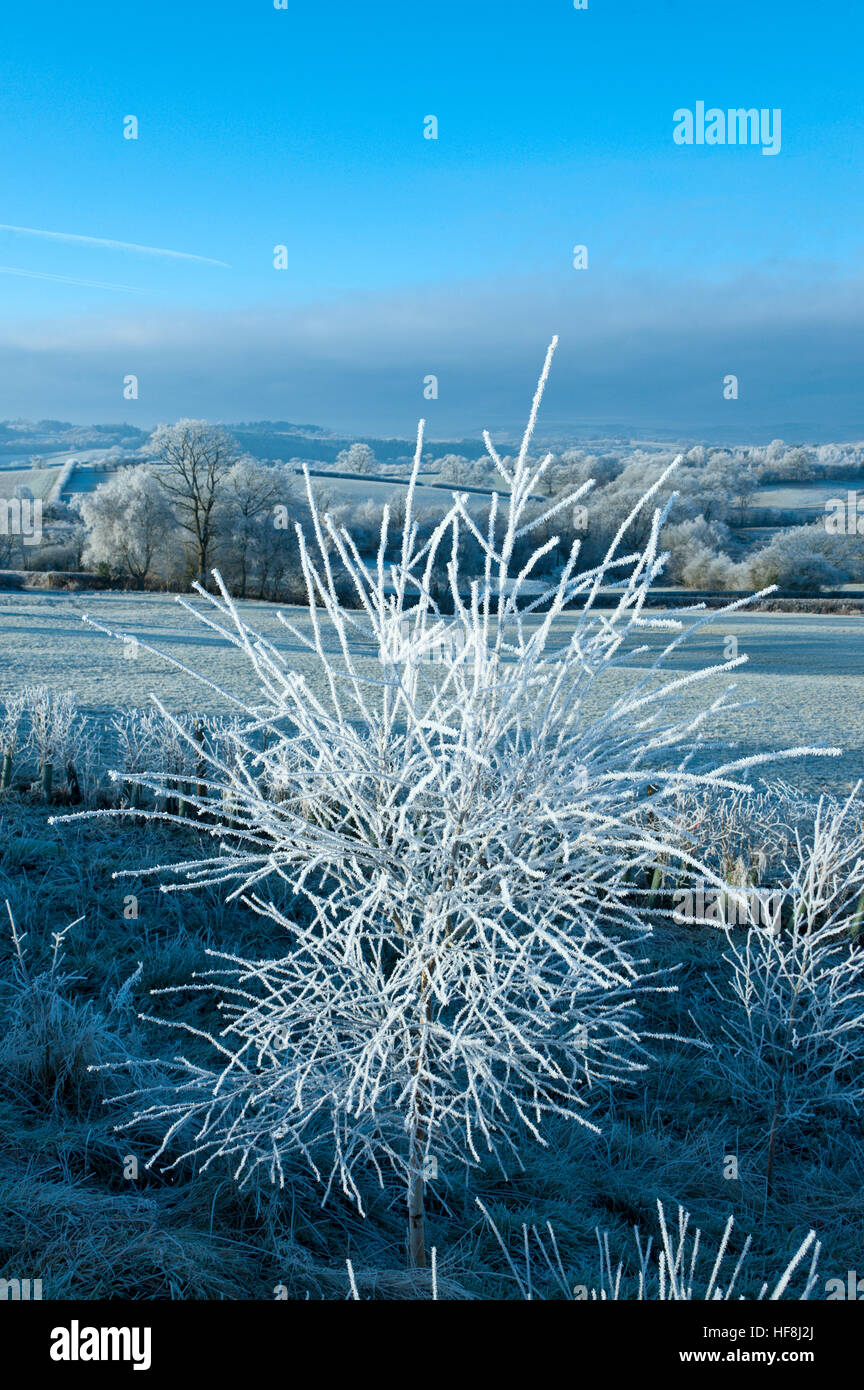 Powys, Pays de Galles, Royaume-Uni. 29 décembre 2016. Très froid et frosty au milieu du Pays de Galles à l'aube avec des températures chutant d'environ moins 5 degrés Celsius la nuit dernière. © Graham M. Lawrence/Alamy Live News. Banque D'Images