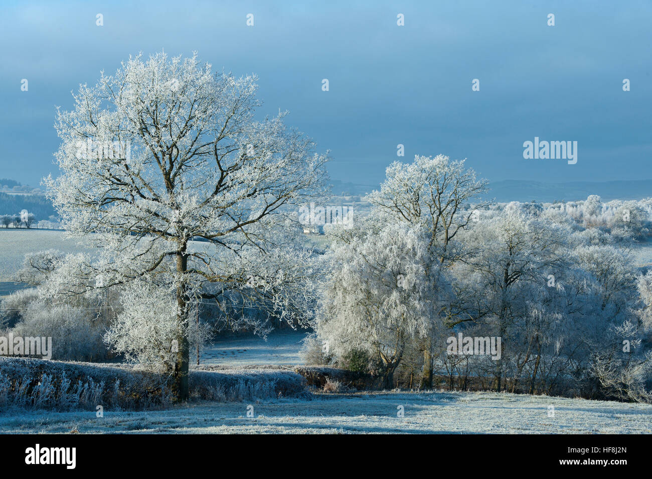 Powys, Pays de Galles, Royaume-Uni. 29 décembre 2016. Très froid et frosty au milieu du Pays de Galles à l'aube avec des températures chutant d'environ moins 5 degrés Celsius la nuit dernière. © Graham M. Lawrence/Alamy Live News. Banque D'Images