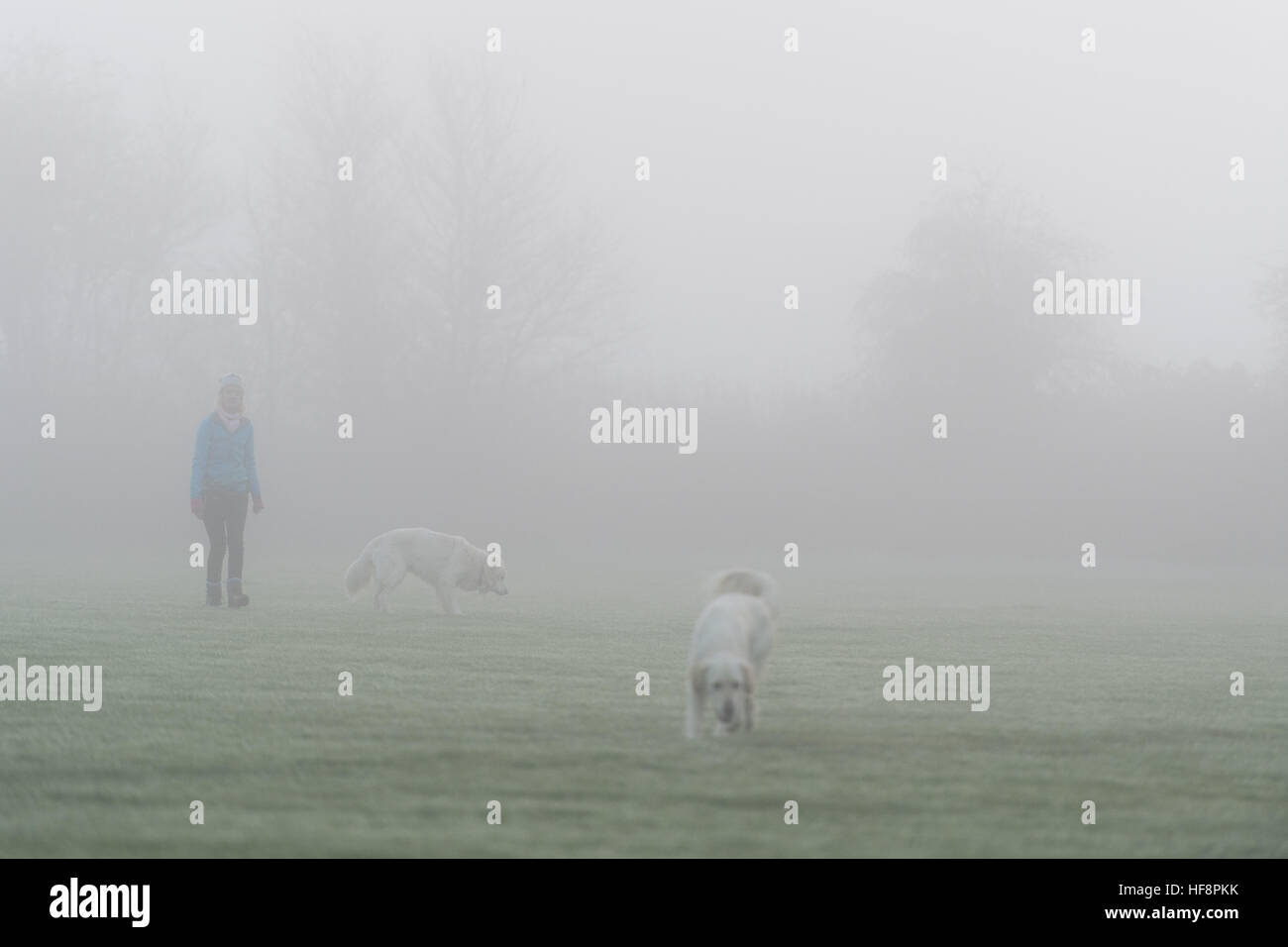 Redbourn, Herts. UK. Le 30 décembre 2016. Une femme entre ses deux golden retrievers dans un épais brouillard givrant. Les voyageurs ont été avertis de prendre des précautions que le brouillard a recouvert de vastes régions du Royaume-Uni. Credit : Polly Thomas/Alamy Live News Banque D'Images