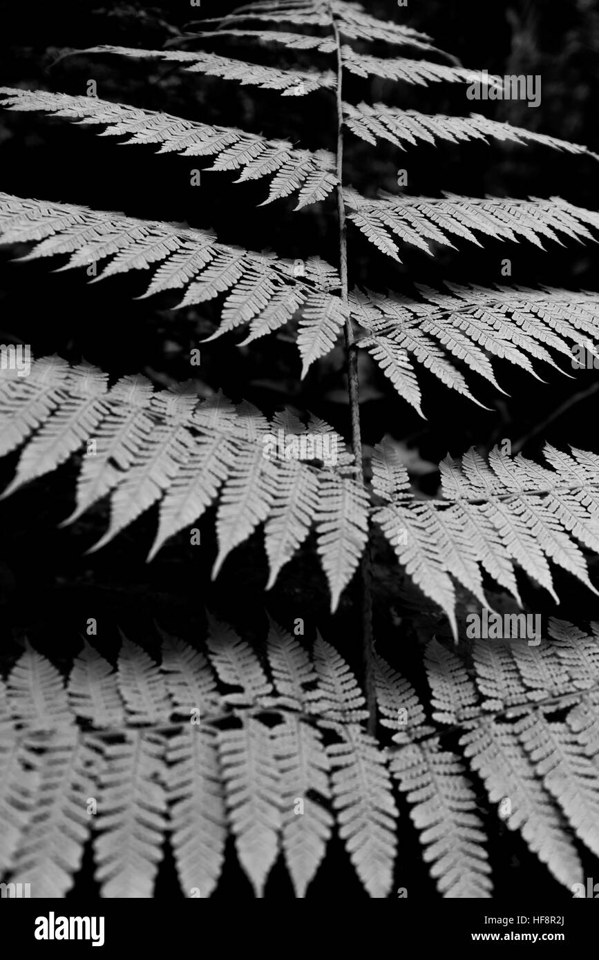 Fougères en noir et blanc Banque D'Images