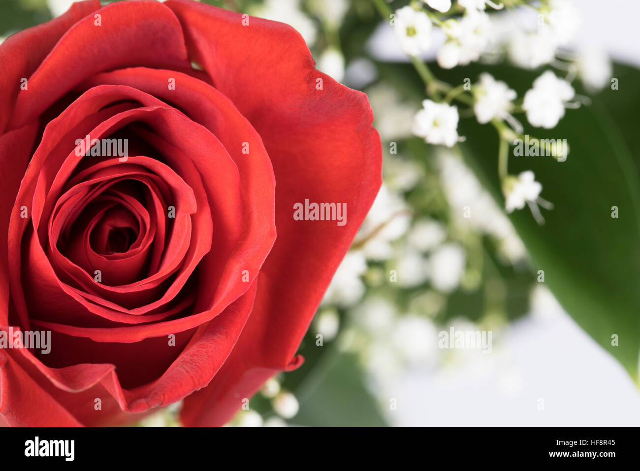 Close up of rouge vibrant rose avec du souffle. Banque D'Images