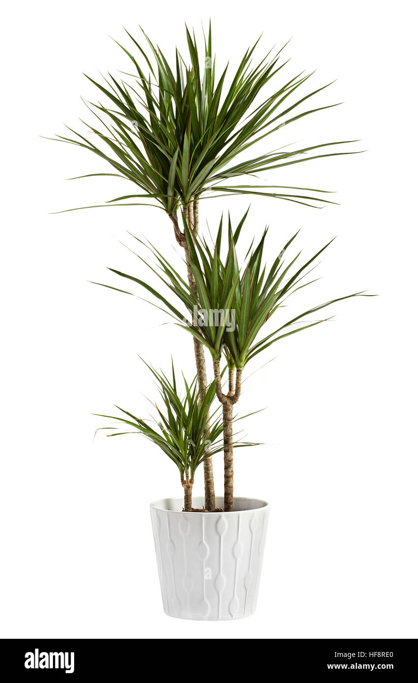 Yucca plante plantes en pot dans un récipient pour une utilisation à l' intérieur comme une plante d'intérieur et décoration sur un fond blanc  Photo Stock - Alamy