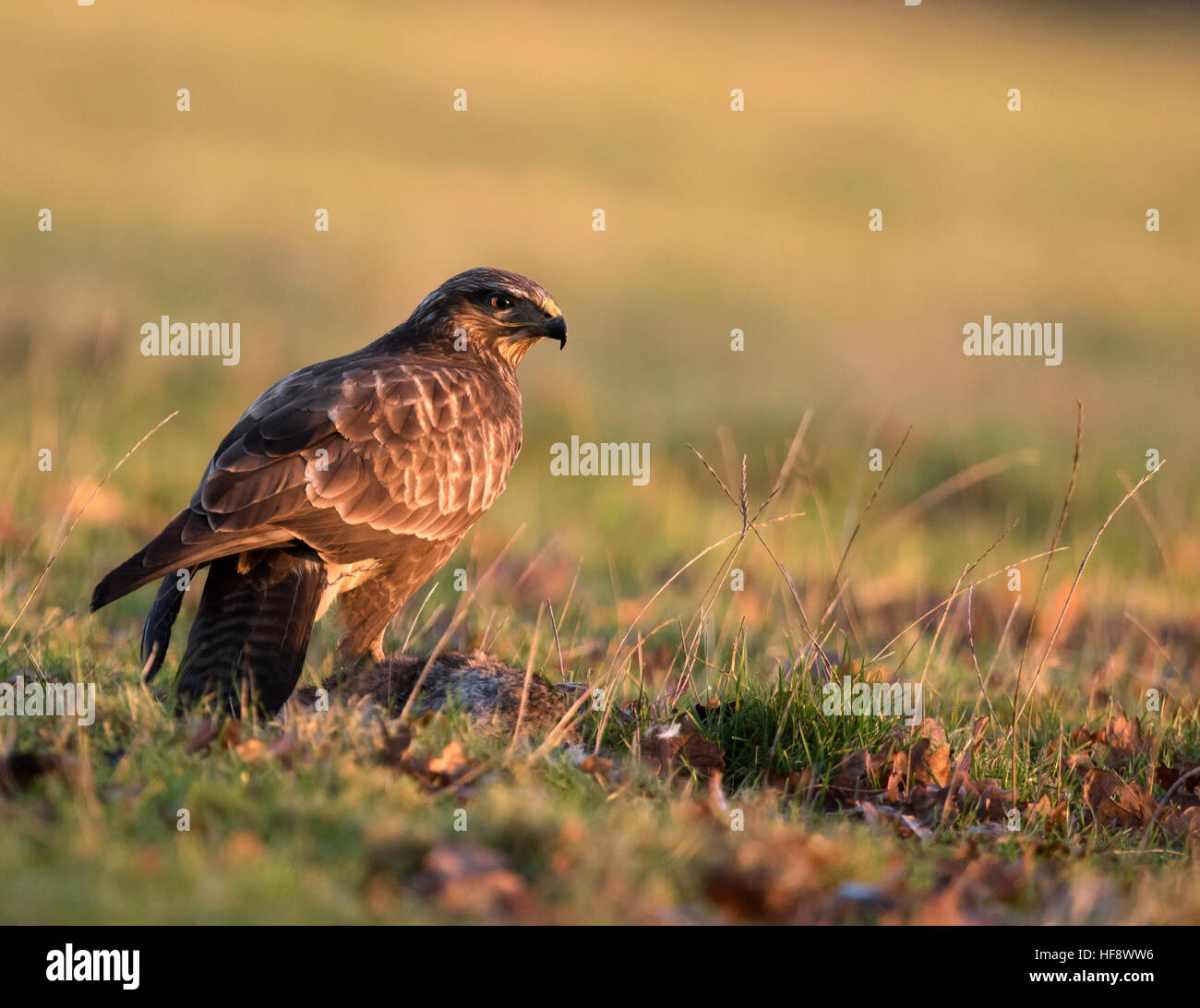 Wild Buse variable, Buteo buteo se nourrissant de charogne dans la lumière du soleil tôt le matin, dans le Warwickshire Banque D'Images