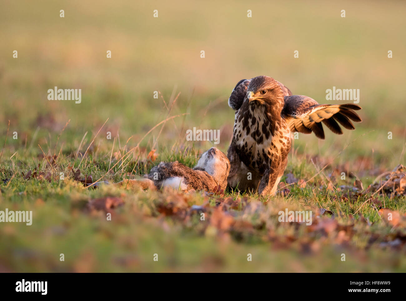 Wild Buse variable Buteo buteo, atterrit sur terre pour se nourrir de lapins morts, Warwickshire Banque D'Images