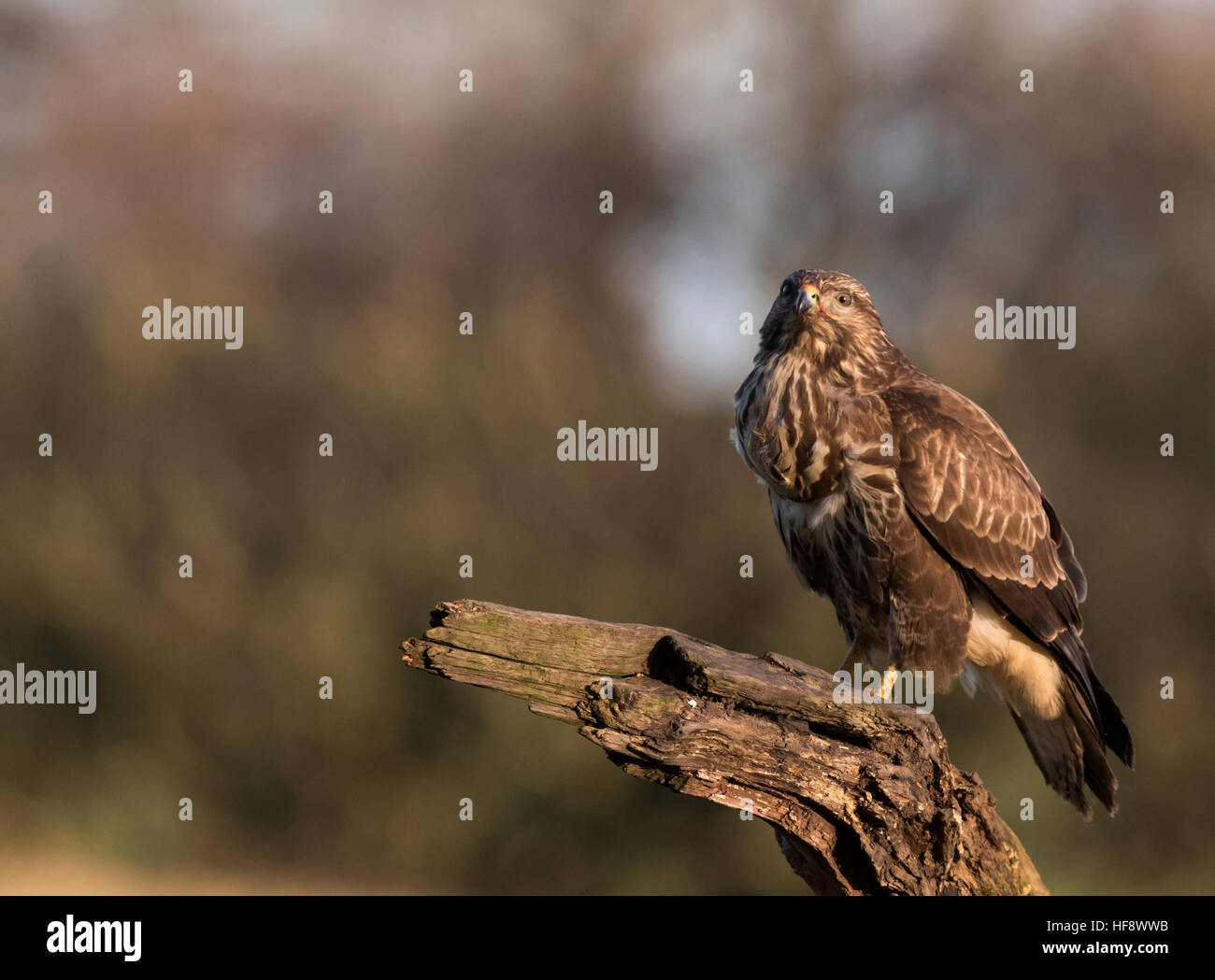 Wild Buse variable, Buteo buteo nettoyage sur la perche après l'alimentation, Warwickshire Banque D'Images