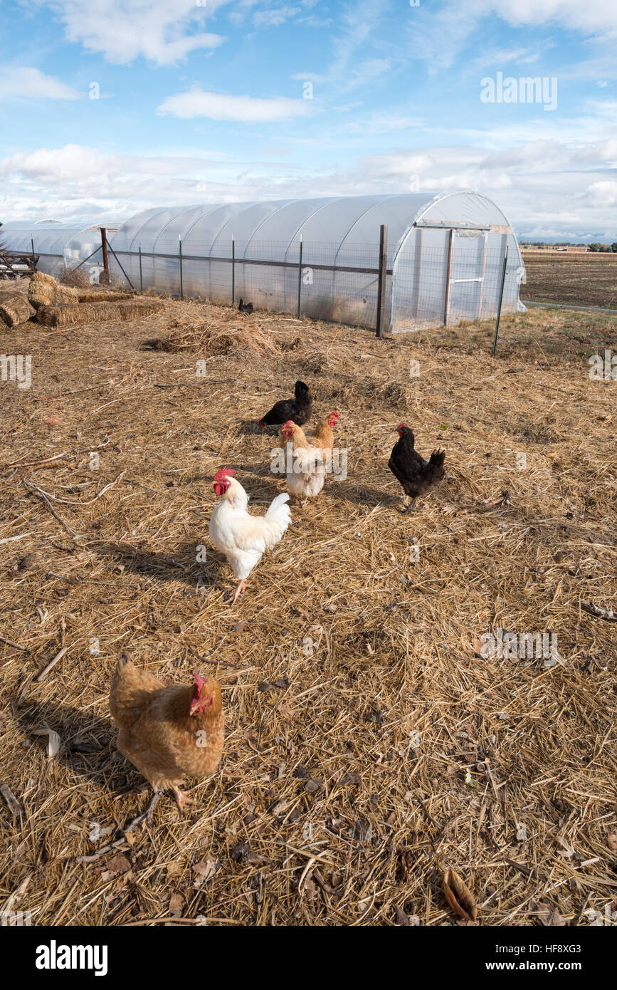 Poulets dans une ferme de l'Idaho. Banque D'Images