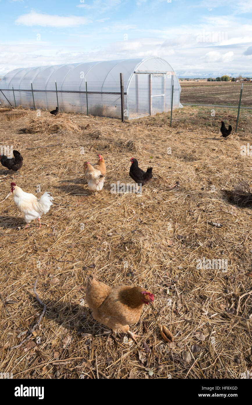 Poulets dans une ferme de l'Idaho. Banque D'Images