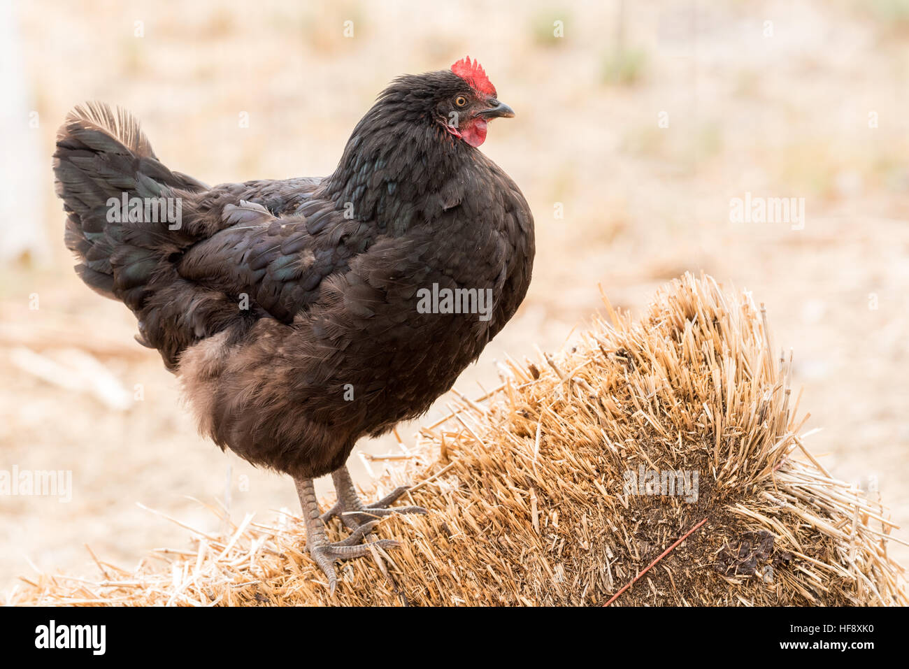 Black Australorp poulet sur une botte de paille, de l'Idaho. Banque D'Images