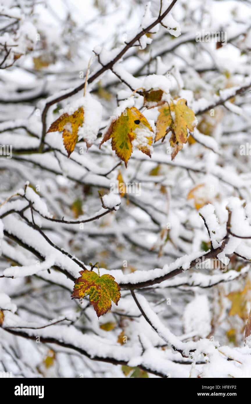 Arbres encore la maintenant sur leur feuillage d'automne dans la première neige de l'hiver, Wensleydale, Yorkshire du Nord. Banque D'Images
