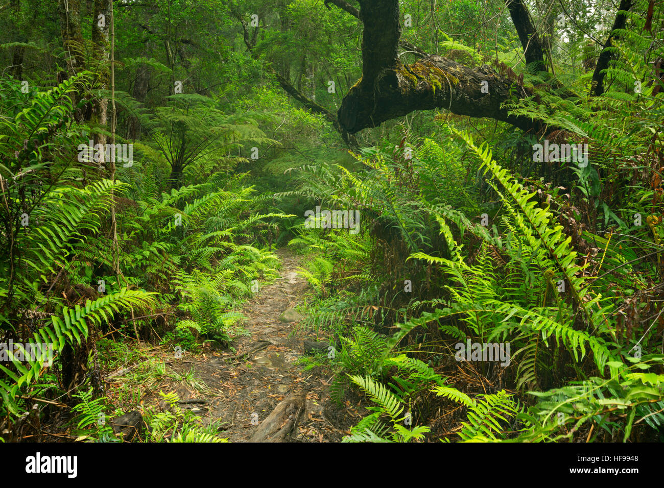 Un chemin à travers une forêt tropicale dans le Parc National de Garden Route en Afrique du Sud. Banque D'Images