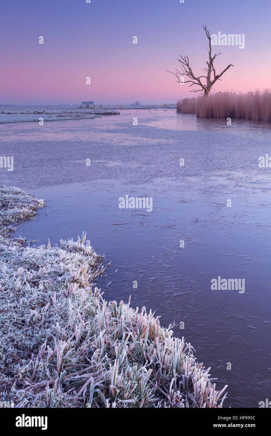 L'hiver dans un paysage de polders hollandais avec un seul arbre à l'aube. Banque D'Images