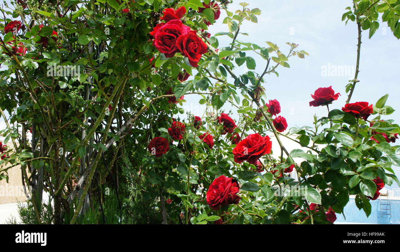 Rose rouge fleur,jardin, Banque D'Images