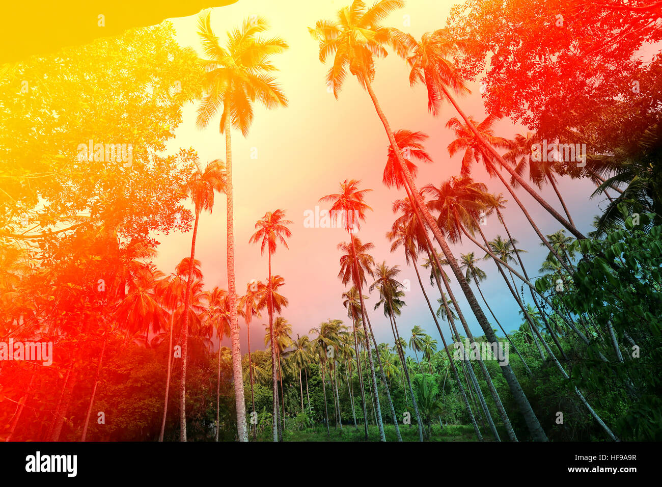 Retro photo de palmiers sur une île tropicale Banque D'Images